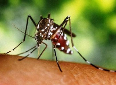 Picture 1 of Can transgenic mosquitoes become the