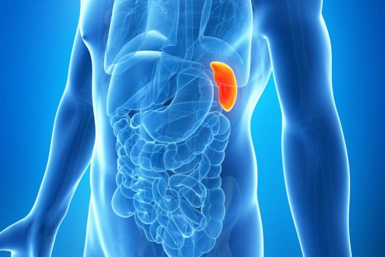 Picture 1 of Can we live without the spleen?