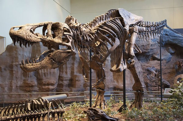 Picture 3 of Can you survive a T-Rex by standing still?