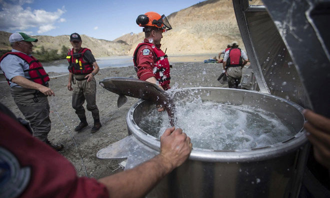 Picture 1 of Canada used helicopters to rescue millions of salmon trapped by landslides