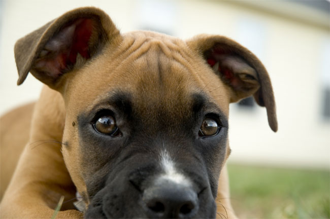 Picture 1 of Cancer drugs are tested on pets
