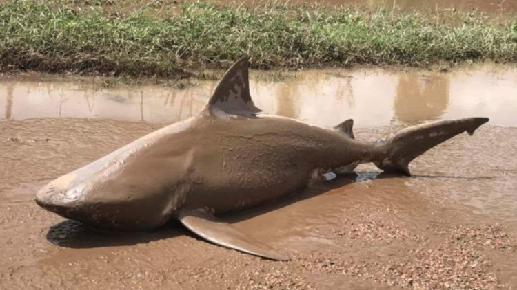 Picture 1 of Cannibal sharks appear in the middle of Australian streets