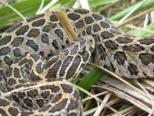 Picture 1 of Cannibalism helps rattlesnakes recover after birth