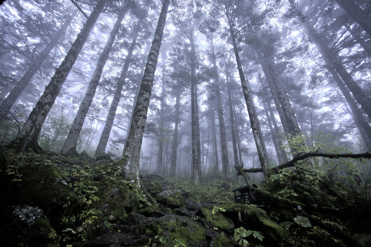 Picture 3 of Carbon is not the enemy of the Earth, the world needs to reconsider it