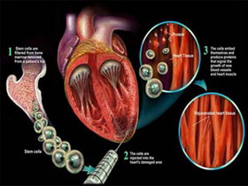 Picture 1 of Cardiac muscle cells are always innovative in adults