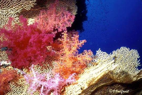 Picture 1 of Caribbean coral is in danger of extinction