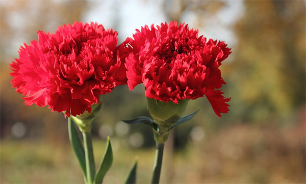 Picture 3 of Carnation cultivation techniques with branches