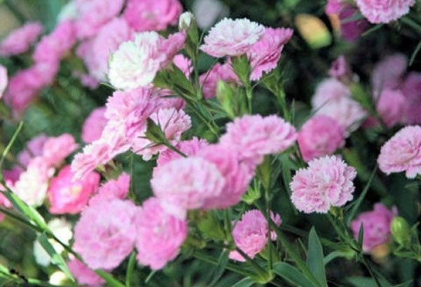 Picture 4 of Carnation cultivation techniques with branches