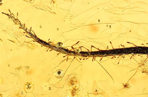Picture 1 of Carnivore fossils 40 million years old