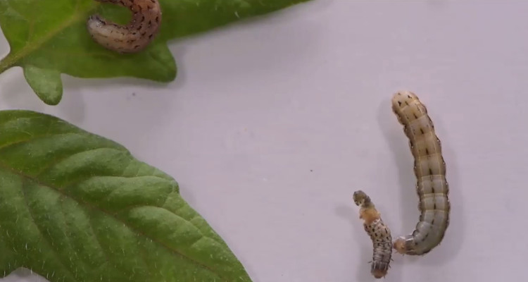 Picture 1 of Carnivorous moths are homosexual because of plant defenses