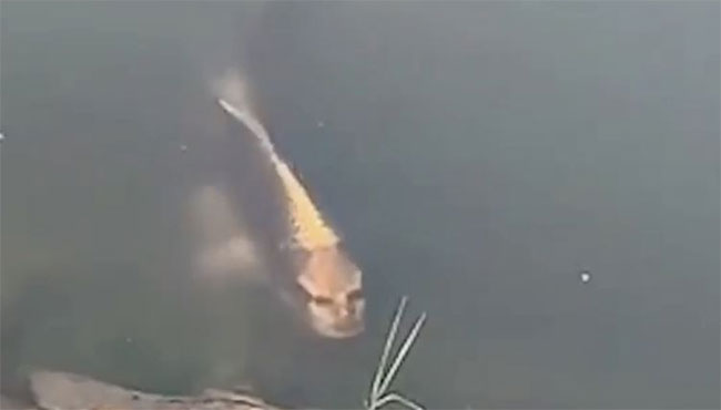 Picture 1 of Carp have a human face