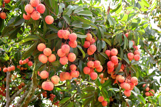 Picture 1 of CAS technology enhances the value of Bac Giang lychee