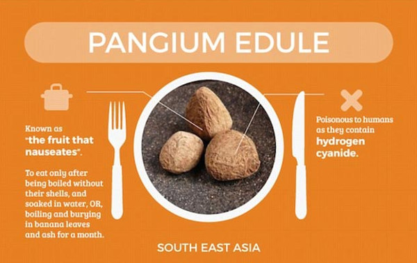 Picture 12 of Cassava, star fruit is one of the world's most dangerous foods
