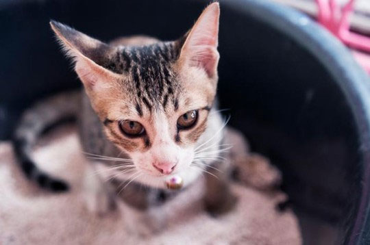 Picture 1 of Cat feces cure cancer
