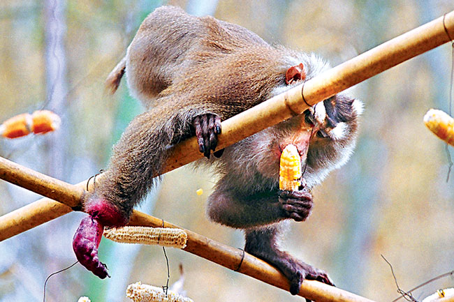 Picture 4 of Catastrophic monkey family