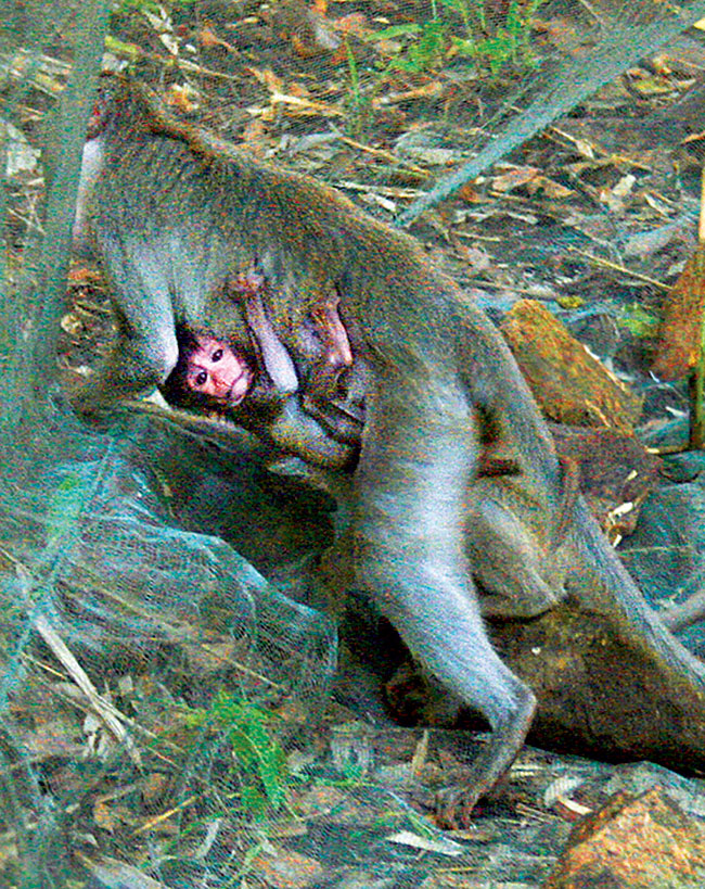 Picture 5 of Catastrophic monkey family