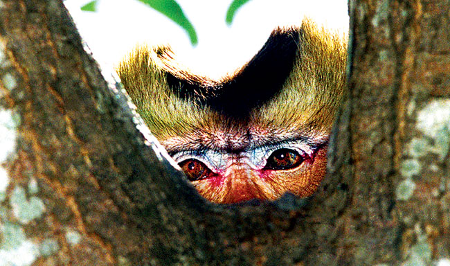 Picture 7 of Catastrophic monkey family