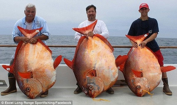 Picture 1 of Catch 3 rare moon fish in the same day