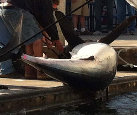 Picture 2 of Catch a 350kg gray back shark