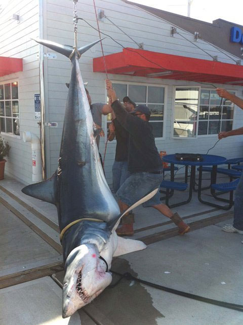 Picture 3 of Catch a 350kg gray back shark