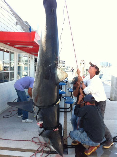 Picture 4 of Catch a 350kg gray back shark