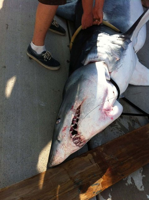 Picture 5 of Catch a 350kg gray back shark