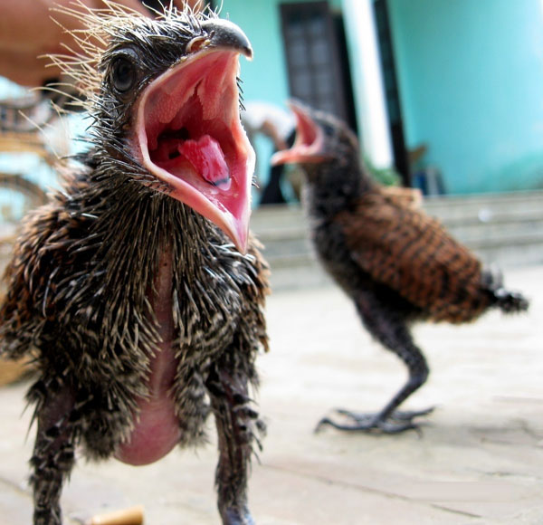 Picture 1 of Catch a couple of strange birds every day eat 1kg of pork