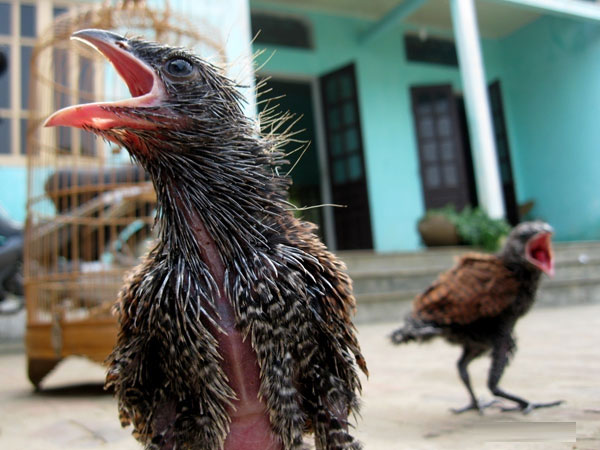 Picture 2 of Catch a couple of strange birds every day eat 1kg of pork