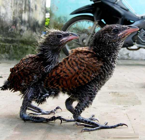 Picture 4 of Catch a couple of strange birds every day eat 1kg of pork