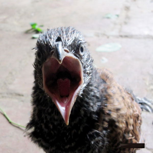 Picture 5 of Catch a couple of strange birds every day eat 1kg of pork