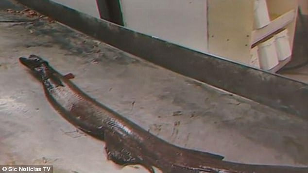 Picture 2 of Catch a shark with a body like a snake, a mouth of 300 teeth