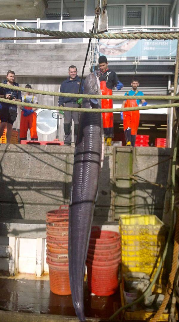Picture 1 of Catch giant eels higher than 2-storey buses