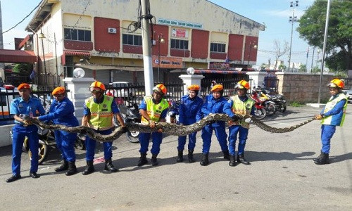 Picture 1 of Catch pythons weighing 1.5 quarts swallowing two goats