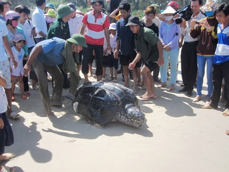 Picture 1 of Catch sea turtles weighing over 300kg