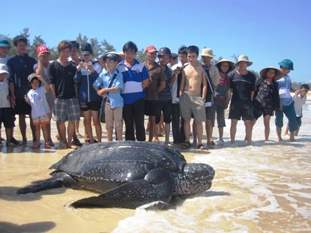 Picture 2 of Catch sea turtles weighing over 300kg