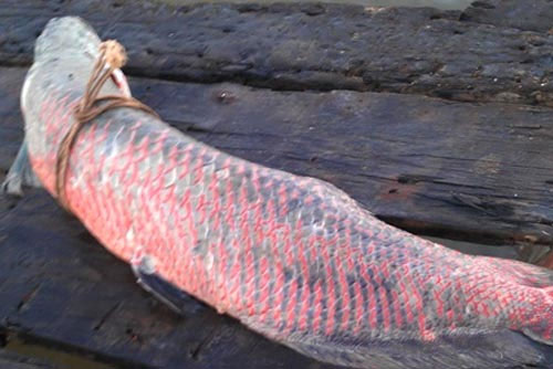 Picture 1 of Catch the Arowana weighing nearly 50kg in the Hau River