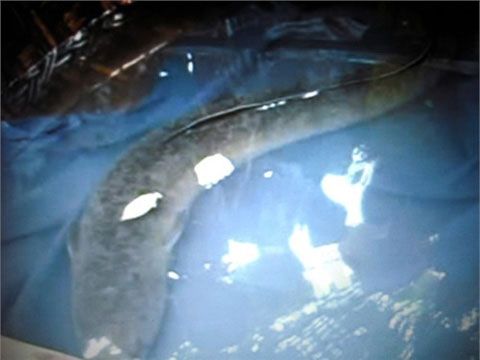 Picture 2 of Catch the chunk 'terrible' in Ha Tinh