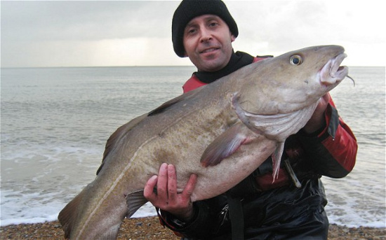 Picture 1 of Catch the cod weighing 13.5 kg