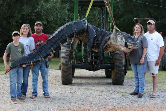 Picture 1 of Catch the giant crocodile 450kg in America