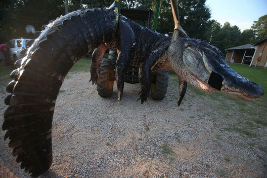 Picture 2 of Catch the giant crocodile 450kg in America