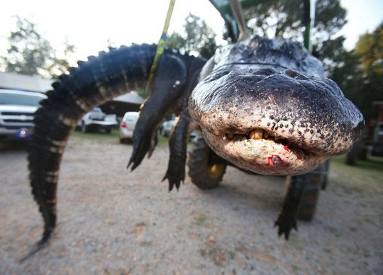 Picture 3 of Catch the giant crocodile 450kg in America