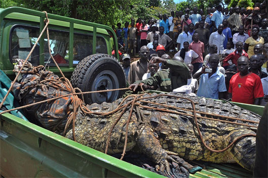 Picture 1 of Catch the giant crocodile weighing nearly 1 ton