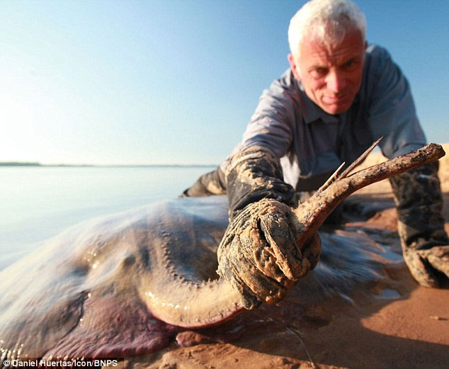 Picture 2 of Catch the giant stingray