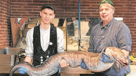 Picture 1 of Catch the hundred-year-old marine eel