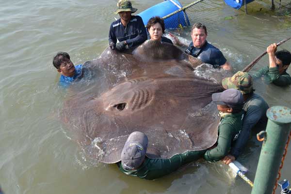 Picture 1 of Catch the largest stingray in the world