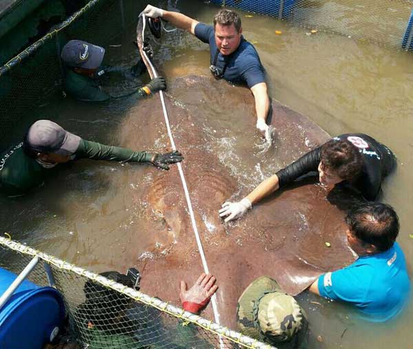 Picture 2 of Catch the largest stingray in the world