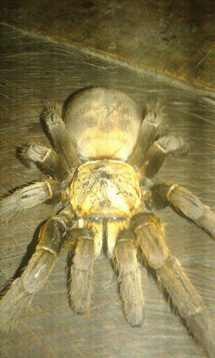 Picture 1 of Catch the 'monster' spider of 20cm long in Hoa Binh