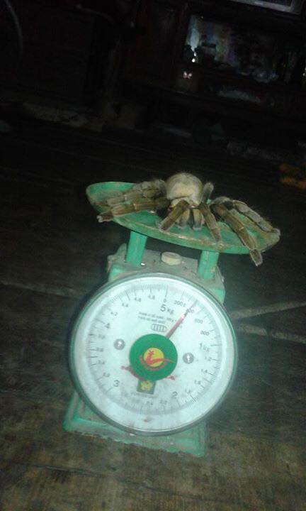 Picture 2 of Catch the 'monster' spider of 20cm long in Hoa Binh