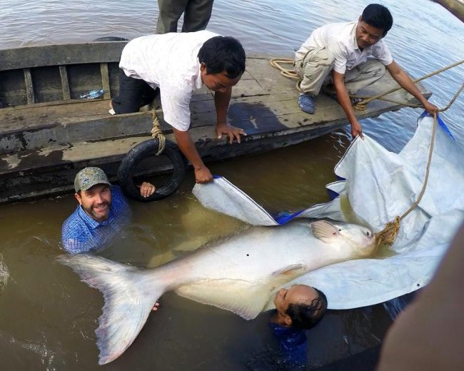 Catch the rare giant catfish on the Mekong River