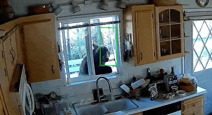 Picture 1 of Catching a 2m tall bear, 136kg weighs the house and steals candy